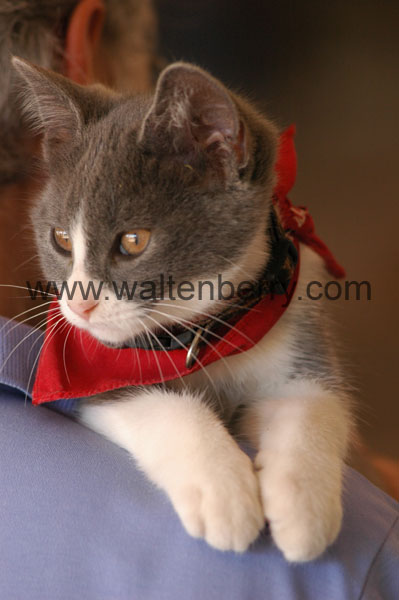 kitten WQ08p24- 006