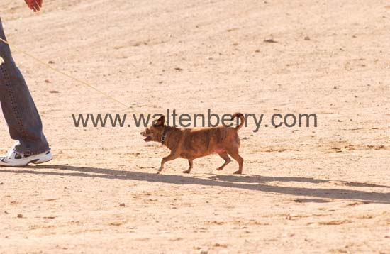 chihuahua AZ05p48- 108