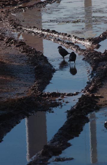 birds AZ06p47- 031