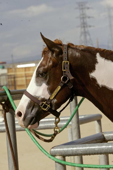 smart lil diamond AZ06p15- 040