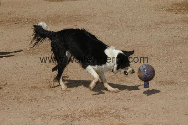 border collie AZ07p48- 008