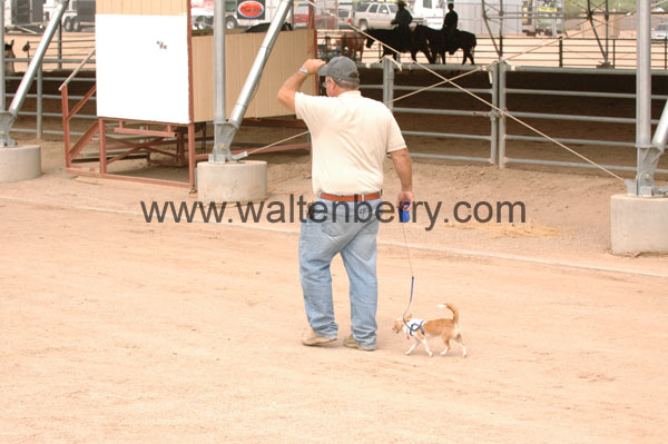 guy w-chihuahua AZ07p1- 293