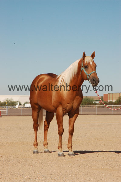 reddick AZ07pAW.14- 003