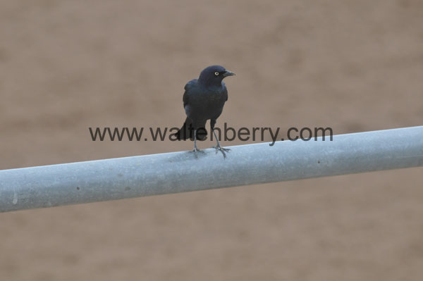 blackbird AZ08p31- 114