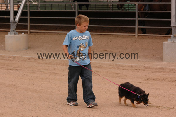 boy & dog AZ08p23- 266