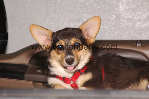 corgi puppy AZ08p6- 108