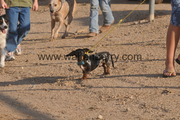 dachshund AZ08p5- 127