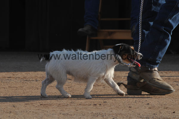 jack russell AZ08p5- 139