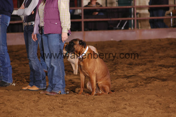 GV07pDogs- 006
