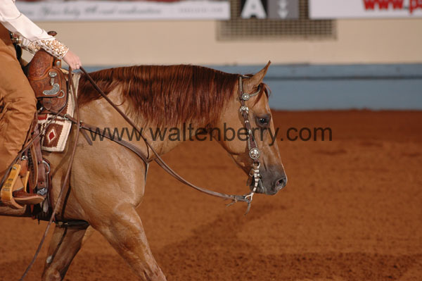 1024 NR08p21.2 - 121