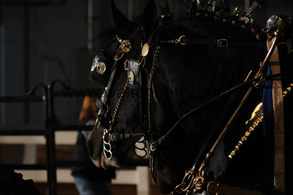 wagon w-kids NR10pCS,2-005